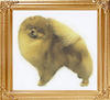 34118z_Dochlaggie_Dolly_Dimple_Am_Ch.jpg