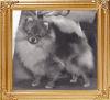 37955z_Penrus_Fancy_Free_of_Caldoak_C.D._Ch.jpg