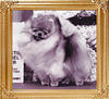 40834z_Watts_Little_Socrates_Am_Can_Ch.jpg