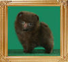 45003z_Yingyang_Chocolate_Brownie_2mo.jpg