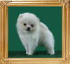 45010z_Canton_Sky_Dance_M_2mo.jpg