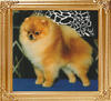Am_Ch_Delpoms_Sir_Nicholas_Of_Lenette.jpg