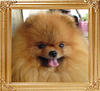 Amalo__of_Mei_Tse_Ai_Chuan_Cheng_Jung_Wu.jpg