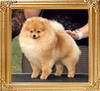 Babydolls_Bipity_Bopity_Boo_Can_Ch_18640.jpg