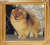 Barbaro_Of_Lenette_Ch_42193.jpg