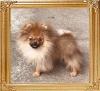 Canton_Atilla_Harvey_4mos_6764_final.jpg
