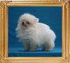 Canton_Bacardi_2mo_2wk_1.65lbs_3314.jpg