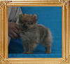 Canton_Baroness_Belle_1.65lbs_2mo_2wk_P6-6_0361.jpg