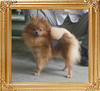 Canton_Baroness_Luna_4.4lbs_10mo_5569.jpg