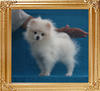 Canton_Bea_Beda_1.98lbs_2mo_3wk_3426.jpg