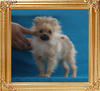 Canton_Believing_Therese_2.53lbs_5mo_3wk_P6-6_7688.jpg