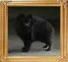 3.6lbs at 7mos 2wks Canton_Black_Empress_7mo_2wk_3.6lbs_47516.jpg