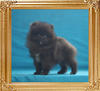 Canton_Bradley_Beowolf_1.5lbs_at_2mo_P6-4_6501.jpg