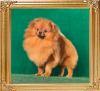 Canton_Bravo_Harvey_9_mo_3403.jpg