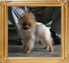 Canton_Bravo_Special_2.2lbs_5mo_P6-6_3307.jpg