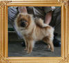 Canton_Carlitos_Dream_5.39lbs_5mo_P6-5_3370.jpg