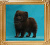 Canton_Chocolate_Obsession_2mos_1.1lb_framed.jpg