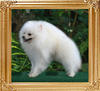 Canton_Cloud_Dancing_41358.jpg