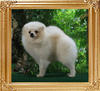 5.5lbs at 1year 8months Canton_Cloud_Jazz_1yr_8mo_5.5lbs_41360.jpg