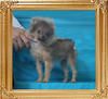 Canton_Dakota_Smith_2.86lbs_4mo_P6-6_0897.jpg