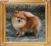 Canton_Dancing_Queen_1yr_3wk_3.6lbs_47259.jpg
