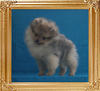 Canton_Dangerous_Connection_2mo_3wk_1.65lbs_P6-5_4618.jpg