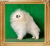Canton_Diamond_Chip_2_yrs_10mos.jpg