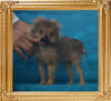 Canton_Dowager_Smith_242lbs_4mo_P6-6_1452_.jpg