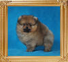 1.1lbs at 2 months Canton_Dream_Beau_2_mos_1.1_lb_2011-10-05.jpg