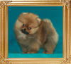 Canton_Dream_Beauty_1_2mo_3wk_1.1lbs_47385.jpg