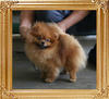 Canton_Dream_Dancer_2.3lbs_5084.jpg