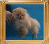 Canton_Dream_Ray_P6-6_3.6lbs_4mo_1539.jpg