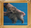 Canton_Edward_Wilding_P6-6_1.3lbs_3mo_1743.jpg