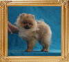 2.2lbs at 5months Canton_Fabuleux_Frond_2.2lbs_at_5mo_P6-5_6152.jpg