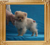 Canton_Fabulous_Franco_2.42lbs_at_3mo_7073.jpg
