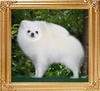 4.5lbs at 1year 2months Canton_Fair_Fleur_1yr_2wk_4.5lbs_46083.jpg