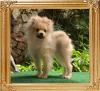 Canton_Fearless_Viceroy_4mos_4weks_2163.jpg