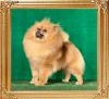 Canton_Fearless_Zsa_Zsa_1_yr_6_mos__0306.jpg