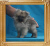 1.7lbs at 4months Canton_Freida_Laurie_1.7lbs_4mo_P_6-6_5508.jpg