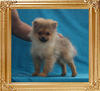 2.8lbs at 4months 3weeks Canton_Hakuna_Choice_2.8lbs_at_4mo_3wk_P6-6_5888.jpg