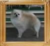 Canton_Hera_Hera_Hergund_5.5lbs_2yr_3mo_6866.jpg