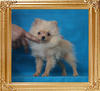 Canton_Herbert_Webster_4mo_1wk_2.2lbs_P6-6_9261.jpg