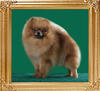 Canton_Herodias_1yr_5_n_half_mo_5_lbs.jpg