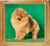 Canton_Hot_Khalesi_1_yr_4_mo_0776.jpg