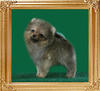 Canton_Inspiration_2mo_0.9_lbs.jpg