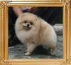 Canton_John_Lennon_616lbs_4yr_4mo_2214.jpg