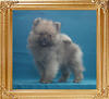Canton_Kabuki__Master_2mo_1wk_at_2.6lbs_P6-6_7726.jpg