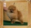 Canton_Keep_The_Fire_Dream_9mos_1wk_4.2lbs_2869.jpg