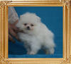 Canton_Keri_Lennon_1.1lbs_2mo_1wk_P6-6_0688.jpg
