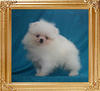 Canton_Leonard_Linden_2mo_2wk_1.7lbs_49575.jpg